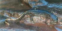 Tritón pirenaico (Euproctus asper)