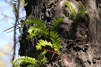 Acacia de tres espinas - Tronco (Gleditsia triacanthos)