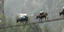 Yaks cruzando puente