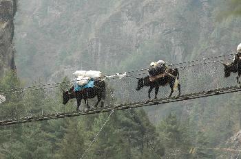 Yaks cruzando puente