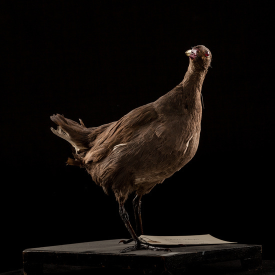 IES_SANISIDRO_BIOLOGIA_017