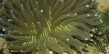 Coral (Heliofungia sp.)