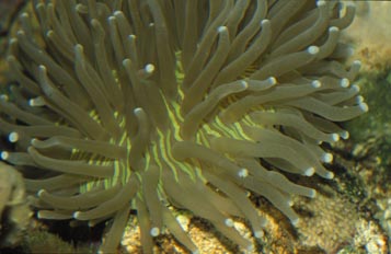 Coral (Heliofungia sp.)