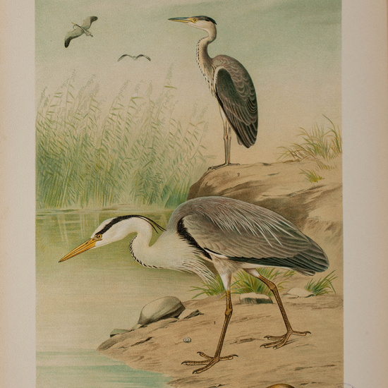 IES_CARDENALCISNEROS_AVES_LAMINAS_233