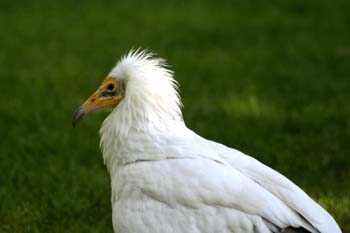 Alimoche (Neophron percnopterus)