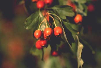 Espino majuelo - Fruto (Crataegus monogyna)