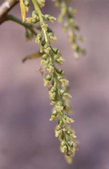 álamo negro - Flor Fem. (Populus nigra)