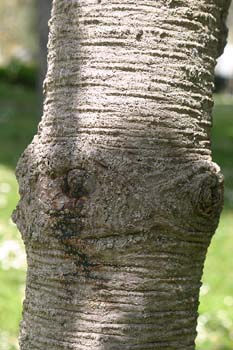 Pehuén - Corteza (Araucana araucaria)