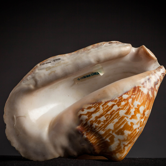 IES_CARDENALCISNEROS_CONCHAS_136