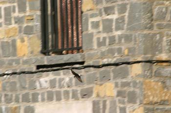 Avión común (Delichon urbica)