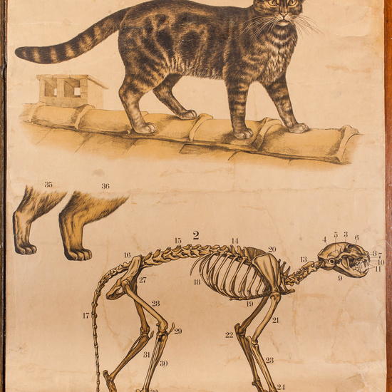 IES_CARDENALCISNEROS_ZOOLOGIA_I_LAMINAS_026