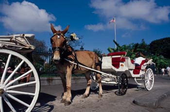 Carruaje tirado por burro
