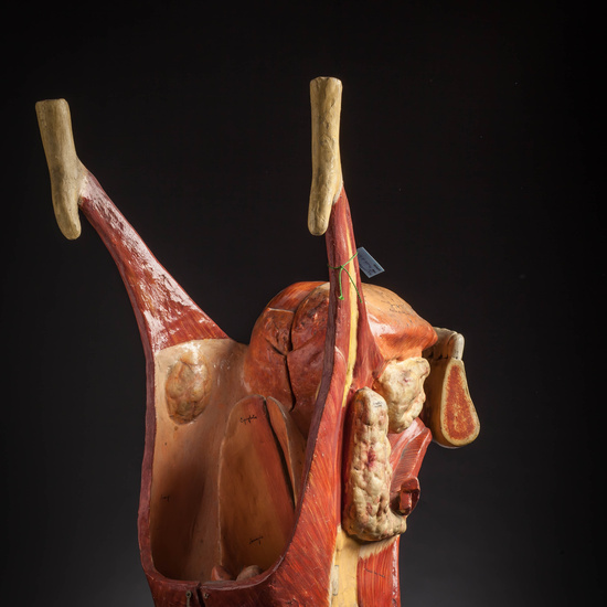 IES_CARDENALCISNEROS_ANATOMIA_MODELOS_076