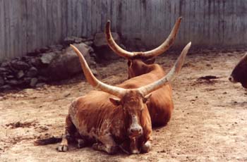 Vaca de la Maremma (Vacca maremmana)