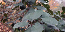 Acebo de King (Ilex kingiana)