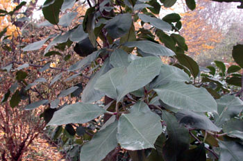 Acebo de King (Ilex kingiana)