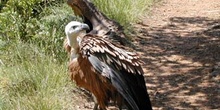 Buitre leonado (Gyps fulvus)