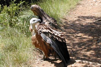 Buitre leonado (Gyps fulvus)