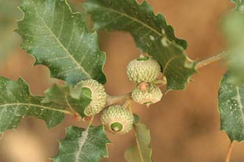 Quejigo - Bellota (Quercus faginea)