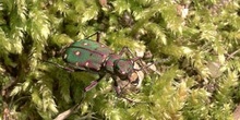 Escarabajo tigre (Cicindela maroccana)