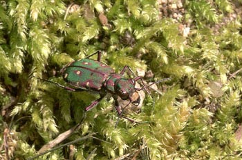 Escarabajo tigre (Cicindela maroccana)