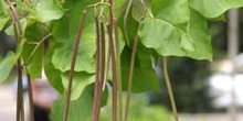 Catalpa (Catalpa bignonioides)