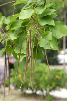 Catalpa (Catalpa bignonioides)