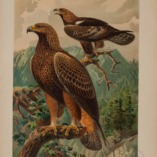 IES_CARDENALCISNEROS_AVES_LAMINAS_191