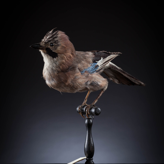 IES_SANISIDRO_MUSEO_Aves_097