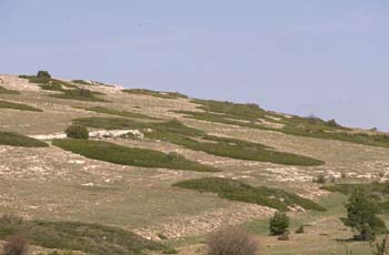 Sabina rastrera (Juniperus sabina)