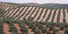 Olivo - Olivar (Olea europaea)