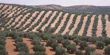 Olivo - Olivar (Olea europaea)