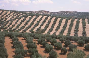 Olivo - Olivar (Olea europaea)