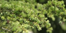 Cedro del Líbano (Cedrus libani)