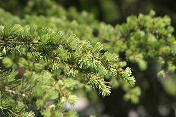 Cedro del Líbano (Cedrus libani)