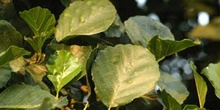 Aliso - Hoja (Alnus glutinosa)