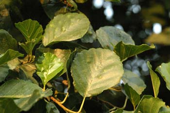 Aliso - Hoja (Alnus glutinosa)