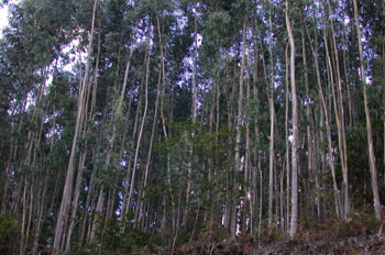 Explotación forestal