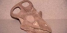 Protoceratops sp. (Reptil) Cretácico