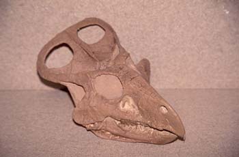 Protoceratops sp. (Reptil) Cretácico