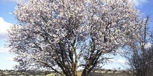 Almendro - Porte (Prunus dulcis)