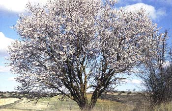 Almendro - Porte (Prunus dulcis)