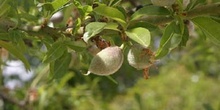 Almendro - Fruto (Prunus dulcis)