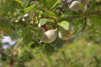 Almendro - Fruto (Prunus dulcis)