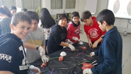 2018_02_09_DISECCION CORAZON Y PULMONES_SEXTO_CEIP FDLR_LAS ROZAS 4