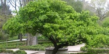 Bonetero del Japón (Euonymus japonicus)