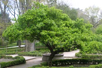 Bonetero del Japón (Euonymus japonicus)