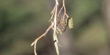 Aliso - Flor Masculina (Alnus glutinosa)