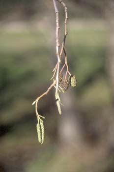 Aliso - Flor Masculina (Alnus glutinosa)