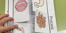Flipbook digestive system
